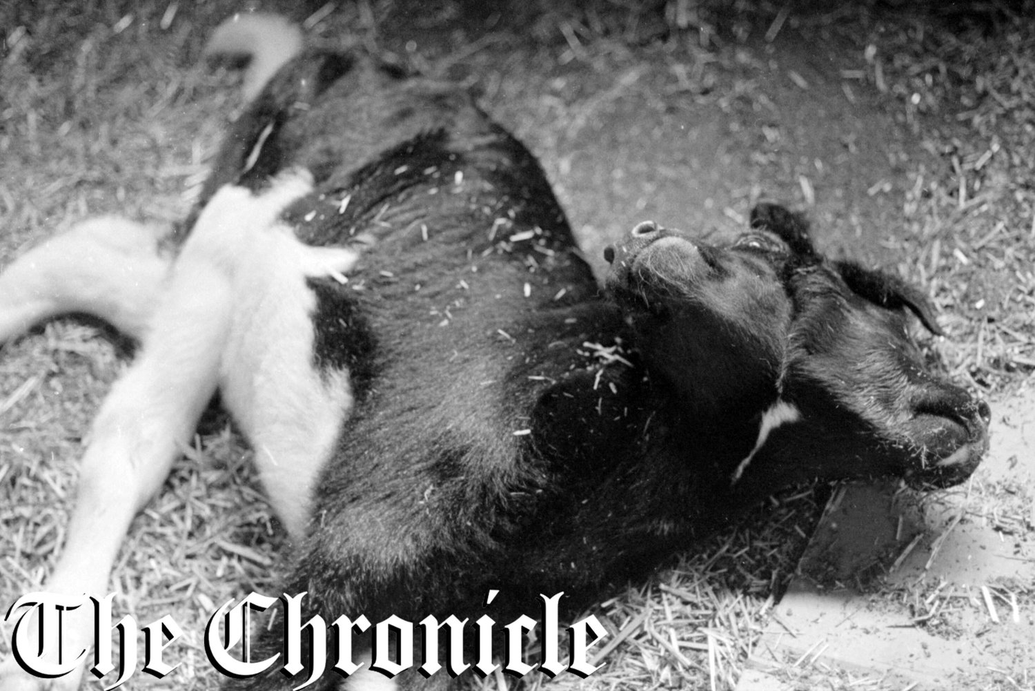 A two-headed calf born alive on August 12th, 1982, and was still living the next day. This calf was born at the Conrad Newman Holstein Farm near Littlerock, Washington.